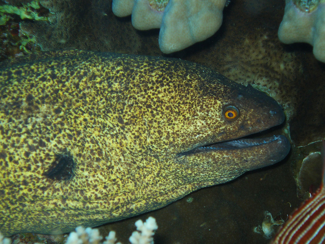 Gymnothorax flavimarginatus (Murena bordata di giallo)